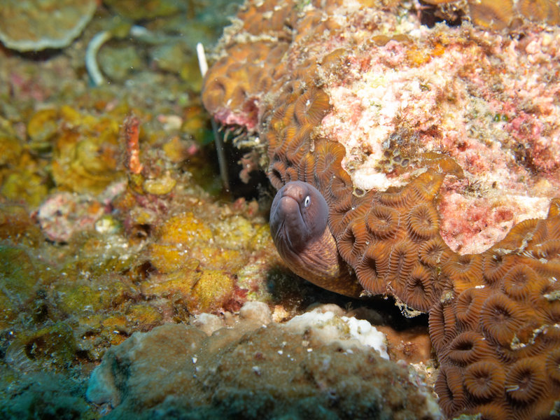 White Eyed Moray Eel